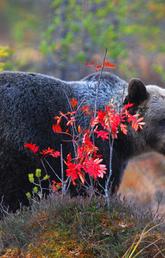 Stephen Herrero, a professor emeritus at the University of Calgary is the lead North American researcher on a new study on how human behaviour can trigger large carnivore attacks in developed countries. Photos courtesy Vincenzo Penteriani, Spanish Council for Scientific Research