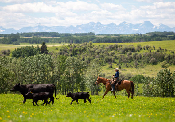 W.A. Ranches at the University of Calgary.